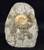 Asteroceras confusum SPATH 1925 - Bild © FossNet FossilienStore